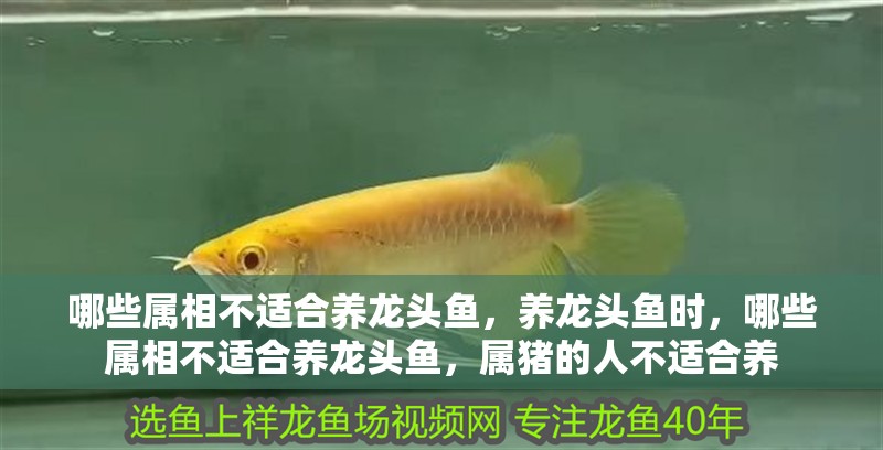 哪些屬相不適合養(yǎng)龍頭魚，養(yǎng)龍頭魚時(shí)，哪些屬相不適合養(yǎng)龍頭魚，屬豬的人不適合養(yǎng)
