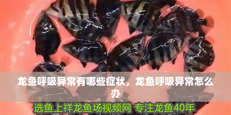 龍魚呼吸異常有哪些癥狀，龍魚呼吸異常怎么辦