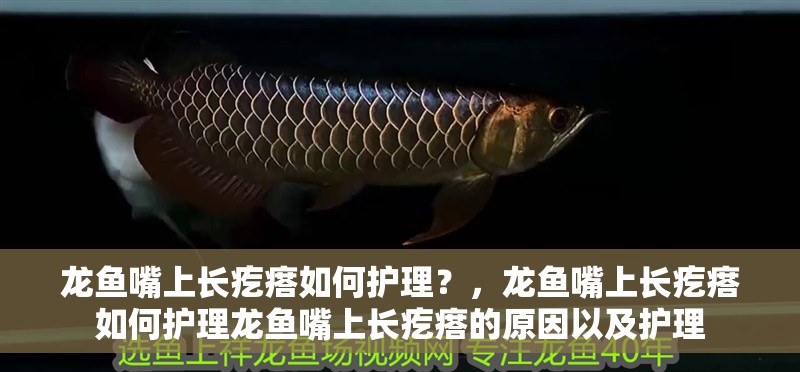 龍魚(yú)嘴上長(zhǎng)疙瘩如何護(hù)理？，龍魚(yú)嘴上長(zhǎng)疙瘩如何護(hù)理龍魚(yú)嘴上長(zhǎng)疙瘩的原因以及護(hù)理