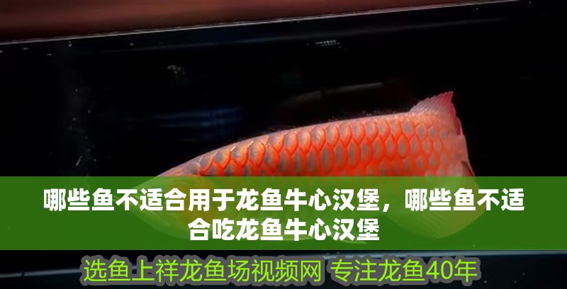 哪些魚不適合用于龍魚牛心漢堡，哪些魚不適合吃龍魚牛心漢堡
