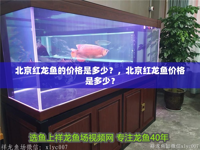 北京紅龍魚的價格是多少？，北京紅龍魚價格是多少？