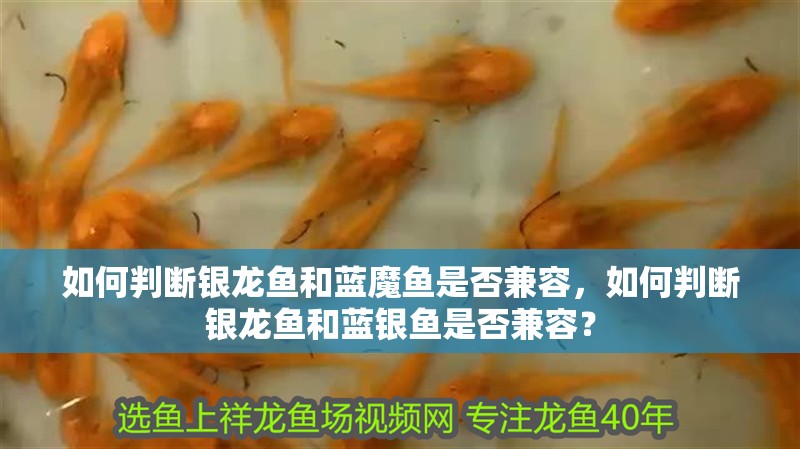 如何判斷銀龍魚和藍魔魚是否兼容，如何判斷銀龍魚和藍銀魚是否兼容？