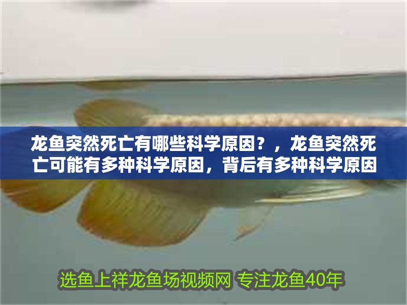 魚缸過濾器選購指南:自制魚缸過濾器魚缸上置過濾器對于養魚愛好者的必備知識 龍魚突然死亡有哪些科學原因?,龍魚突然死亡可能有多種科學原因,背后有多種科學原因 龍魚百科 龍魚突然死亡有哪些科學原因?,龍魚突然死亡可能有多種科學原因,背后有多種科學原因 龍魚突然死亡有哪些科學原因?,龍魚突然死亡可能有多種科學原因,背后有多種科學原因 龍魚百科