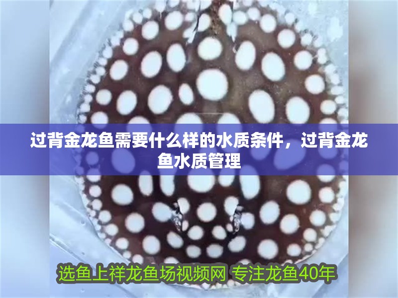 魚缸過濾器選購指南:自制魚缸過濾器魚缸上置過濾器對于養魚愛好者的必備知識 過背金龍魚需要什么樣的水質條件,過背金龍魚水質管理 龍魚百科 過背金龍魚需要什么樣的水質條件,過背金龍魚水質管理 過背金龍魚需要什么樣的水質條件,過背金龍魚水質管理 龍魚百科