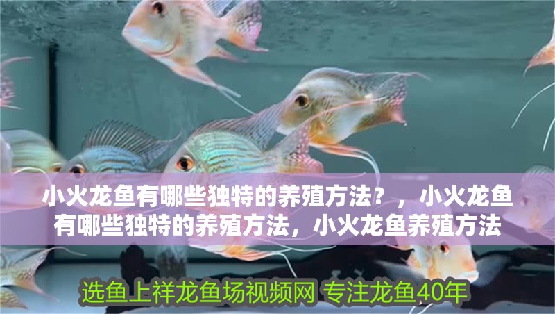 小火龍魚有哪些獨特的養殖方法？，小火龍魚有哪些獨特的養殖方法，小火龍魚養殖方法 小火龍魚有哪些獨特的養殖方法？，小火龍魚有哪些獨特的養殖方法，小火龍魚養殖方法 龍魚百科