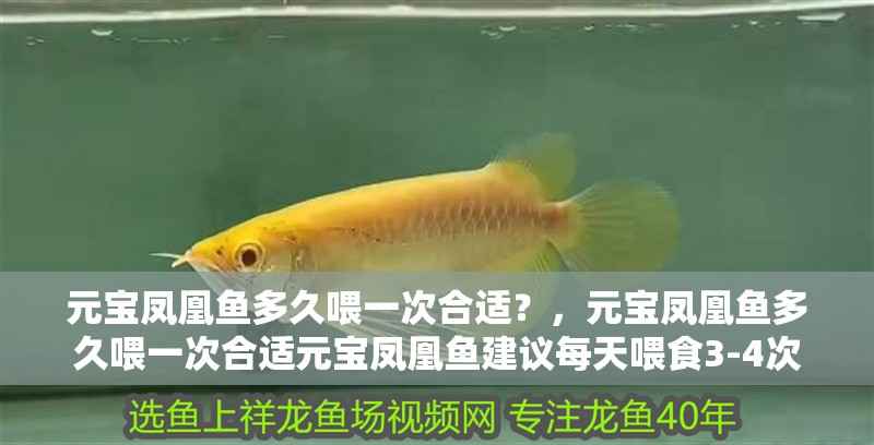 元寶鳳凰魚多久喂一次合適？，元寶鳳凰魚多久喂一次合適元寶鳳凰魚建議每天喂食3-4次 元寶鳳凰魚多久喂一次合適？，元寶鳳凰魚多久喂一次合適元寶鳳凰魚建議每天喂食3-4次 龍魚百科