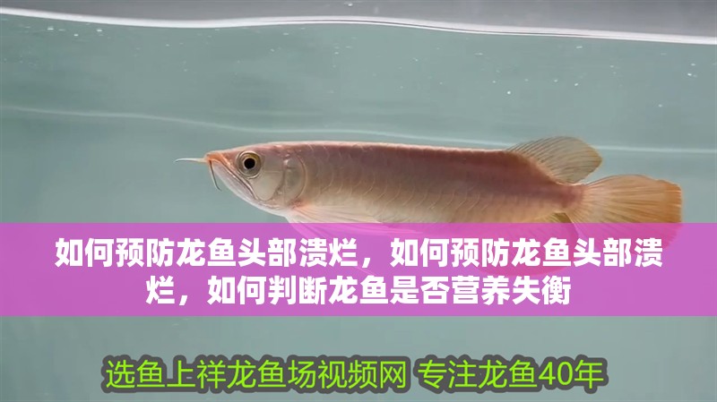 如何預(yù)防龍魚頭部潰爛，如何預(yù)防龍魚頭部潰爛，如何判斷龍魚是否營(yíng)養(yǎng)失衡 如何預(yù)防龍魚頭部潰爛，如何預(yù)防龍魚頭部潰爛，如何判斷龍魚是否營(yíng)養(yǎng)失衡 龍魚百科