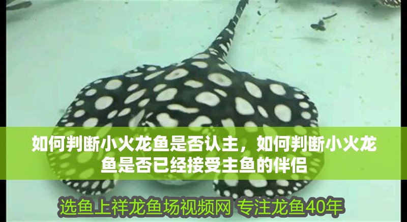 魚缸用增氧泵價(jià)格是多少:魚缸增氧機(jī)-xtrac增氧機(jī)-xtrac增氧機(jī) 如何判斷小火龍魚是否認(rèn)主,如何判斷小火龍魚是否已經(jīng)接受主魚的伴侶 龍魚百科 如何判斷小火龍魚是否認(rèn)主,如何判斷小火龍魚是否已經(jīng)接受主魚的伴侶 如何判斷小火龍魚是否認(rèn)主,如何判斷小火龍魚是否已經(jīng)接受主魚的伴侶 龍魚百科