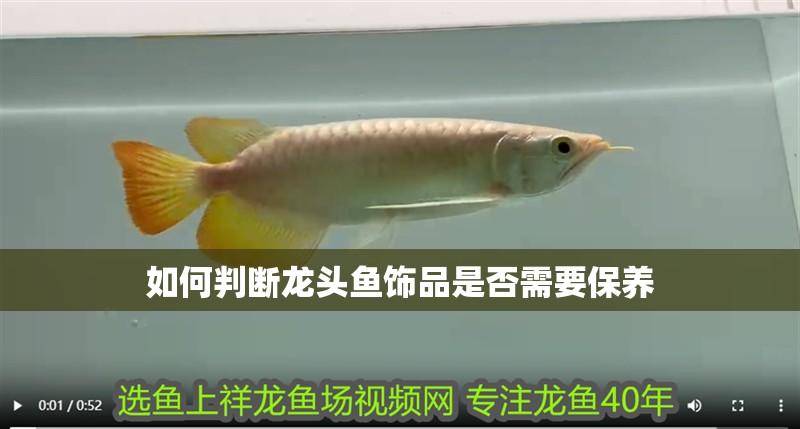 如何判斷龍頭魚飾品是否需要保養