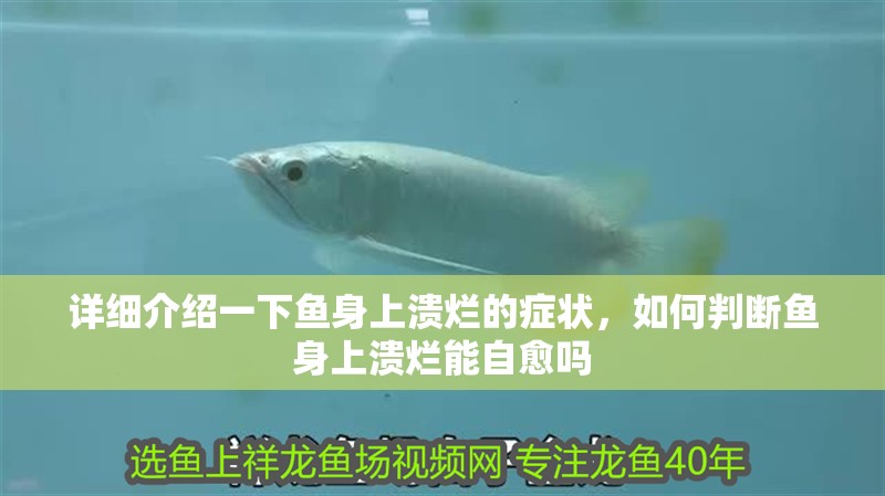 詳細介紹一下魚身上潰爛的癥狀，如何判斷魚身上潰爛能自愈嗎 詳細介紹一下魚身上潰爛的癥狀，如何判斷魚身上潰爛能自愈嗎 龍魚百科
