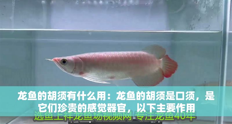 龍魚的胡須有什么用：龍魚的胡須是口須，是它們珍貴的感覺器官，以下主要作用 龍魚的胡須有什么用：龍魚的胡須是口須，是它們珍貴的感覺器官，以下主要作用 龍魚百科 第2張