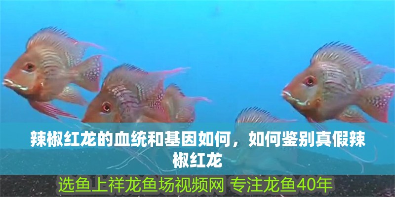 辣椒紅龍的血統(tǒng)和基因如何，如何鑒別真假辣椒紅龍 辣椒紅龍的血統(tǒng)和基因如何，如何鑒別真假辣椒紅龍 龍魚百科