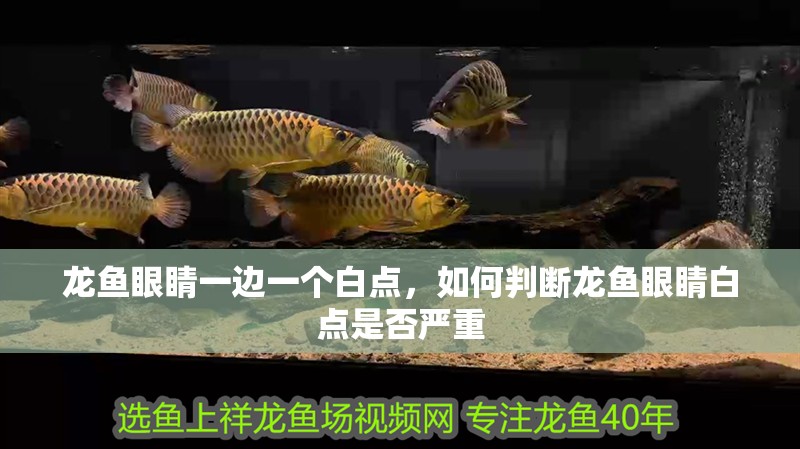 龍魚眼睛一邊一個白點，如何判斷龍魚眼睛白點是否嚴(yán)重 龍魚眼睛一邊一個白點，如何判斷龍魚眼睛白點是否嚴(yán)重 龍魚百科