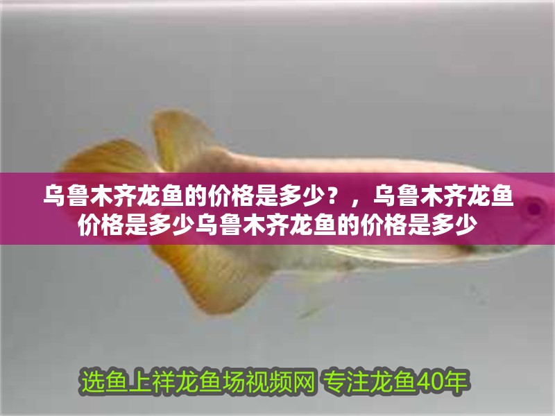 烏魯木齊龍魚的價格是多少？，烏魯木齊龍魚價格是多少烏魯木齊龍魚的價格是多少