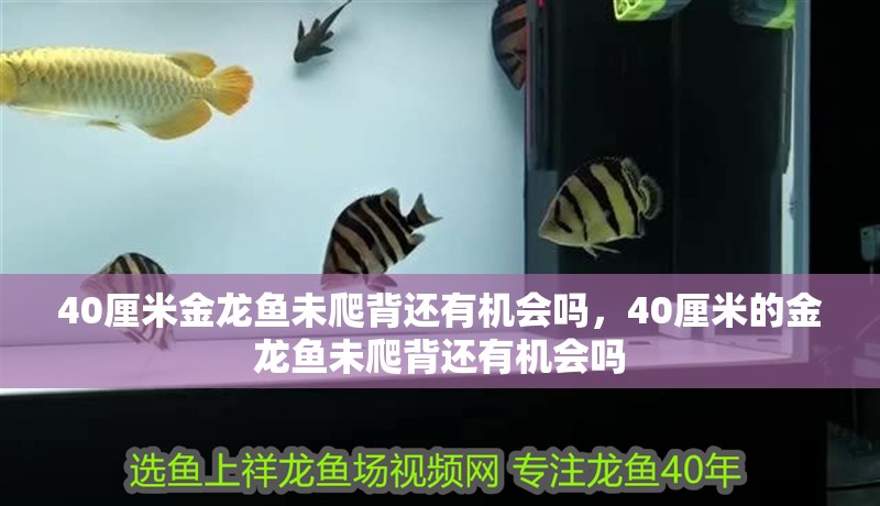 40厘米金龍魚未爬背還有機會嗎，40厘米的金龍魚未爬背還有機會嗎 40厘米金龍魚未爬背還有機會嗎，40厘米的金龍魚未爬背還有機會嗎 龍魚百科