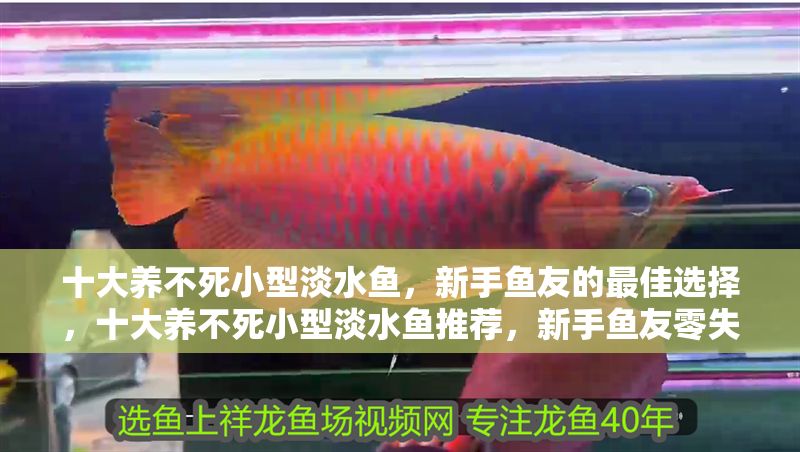 十大養不死小型淡水魚，新手魚友的最佳選擇，十大養不死小型淡水魚推薦，新手魚友零失敗入門指南 十大養不死小型淡水魚，新手魚友的最佳選擇，十大養不死小型淡水魚推薦，新手魚友零失敗入門指南 龍魚百科 第1張