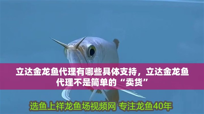 立達金龍魚代理有哪些具體支持，立達金龍魚代理不是簡單的“賣貨” 立達金龍魚代理有哪些具體支持，立達金龍魚代理不是簡單的“賣貨” 龍魚百科