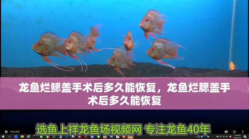 龍魚爛鰓蓋手術后多久能恢復，龍魚爛腮蓋手術后多久能恢復