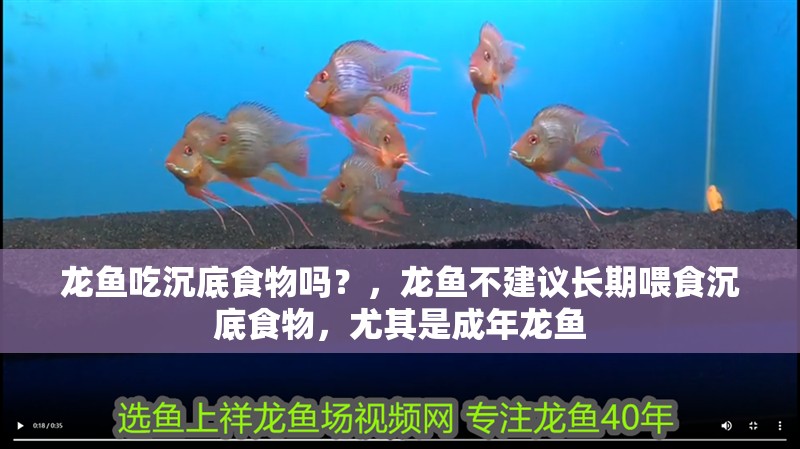 龍魚吃沉底食物嗎？，龍魚不建議長期喂食沉底食物，尤其是成年龍魚