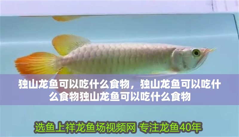 獨山龍魚可以吃什么食物，獨山龍魚可以吃什么食物獨山龍魚可以吃什么食物