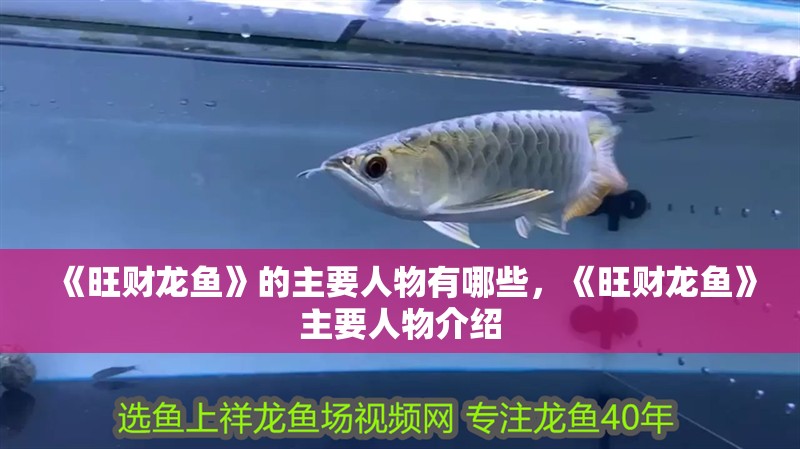 《旺財(cái)龍魚》的主要人物有哪些，《旺財(cái)龍魚》主要人物介紹 《旺財(cái)龍魚》的主要人物有哪些，《旺財(cái)龍魚》主要人物介紹 龍魚百科