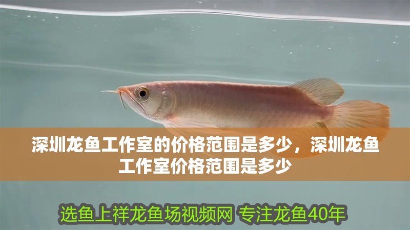 深圳龍魚工作室的價格范圍是多少，深圳龍魚工作室價格范圍是多少