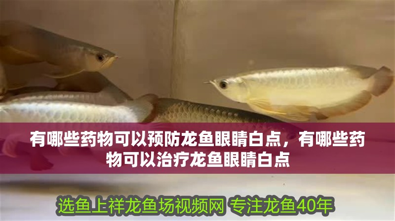 有哪些藥物可以預防龍魚眼睛白點，有哪些藥物可以治療龍魚眼睛白點 有哪些藥物可以預防龍魚眼睛白點，有哪些藥物可以治療龍魚眼睛白點 龍魚百科