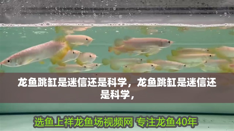 龍魚跳缸是迷信還是科學(xué)，龍魚跳缸是迷信還是科學(xué)，