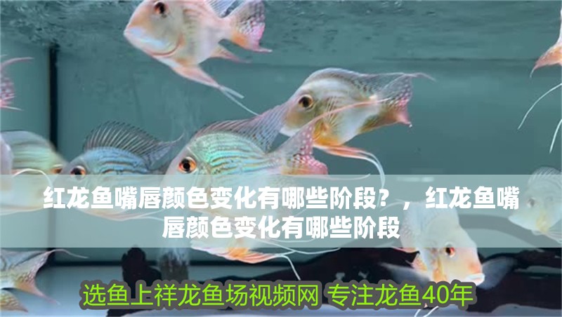 紅龍魚嘴唇顏色變化有哪些階段？，紅龍魚嘴唇顏色變化有哪些階段 紅龍魚嘴唇顏色變化有哪些階段？，紅龍魚嘴唇顏色變化有哪些階段 龍魚百科