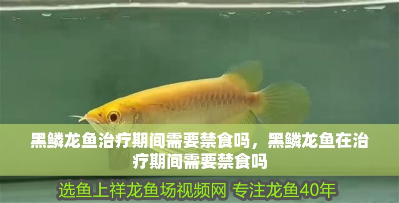 黑鱗龍魚治療期間需要禁食嗎，黑鱗龍魚在治療期間需要禁食嗎 黑鱗龍魚治療期間需要禁食嗎，黑鱗龍魚在治療期間需要禁食嗎 龍魚百科