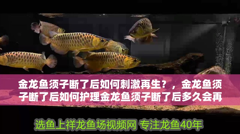 金龍魚須子斷了后如何刺激再生？，金龍魚須子斷了后如何護理金龍魚須子斷了后多久會再生 金龍魚須子斷了后如何刺激再生？，金龍魚須子斷了后如何護理金龍魚須子斷了后多久會再生 龍魚百科
