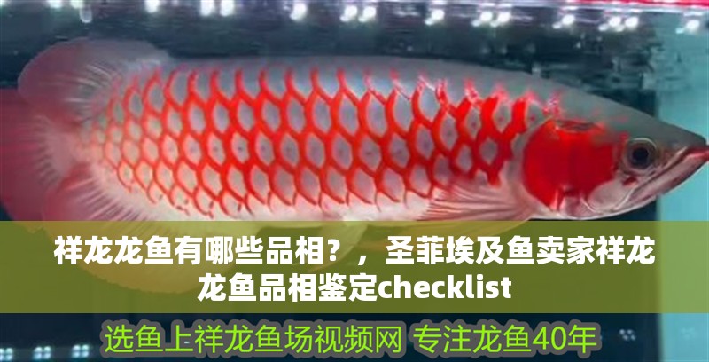祥龍龍魚有哪些品相？，圣菲埃及魚賣家祥龍龍魚品相鑒定checklist 祥龍龍魚有哪些品相？，圣菲埃及魚賣家祥龍龍魚品相鑒定checklist 龍魚百科
