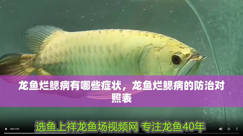 龍魚爛鰓病有哪些癥狀，龍魚爛鰓病的防治對照表