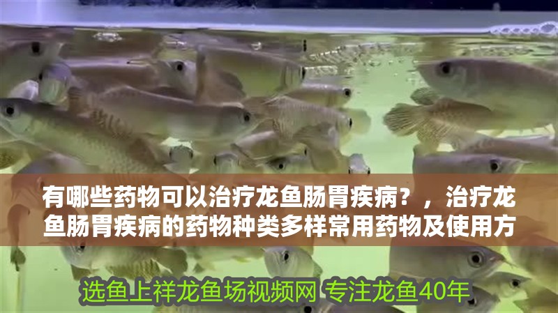 有哪些藥物可以治療龍魚腸胃疾病？，治療龍魚腸胃疾病的藥物種類多樣常用藥物及使用方法