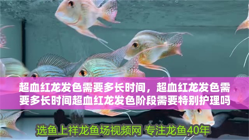 鸚鵡魚(yú)和銀龍魚(yú)混養(yǎng)怎樣喂食 超血紅龍發(fā)色需要多長(zhǎng)時(shí)間,超血紅龍發(fā)色需要多長(zhǎng)時(shí)間超血紅龍發(fā)色階段需要特別護(hù)理嗎 龍魚(yú)百科 超血紅龍發(fā)色需要多長(zhǎng)時(shí)間,超血紅龍發(fā)色需要多長(zhǎng)時(shí)間超血紅龍發(fā)色階段需要特別護(hù)理嗎 超血紅龍發(fā)色需要多長(zhǎng)時(shí)間,超血紅龍發(fā)色需要多長(zhǎng)時(shí)間超血紅龍發(fā)色階段需要特別護(hù)理嗎 龍魚(yú)百科