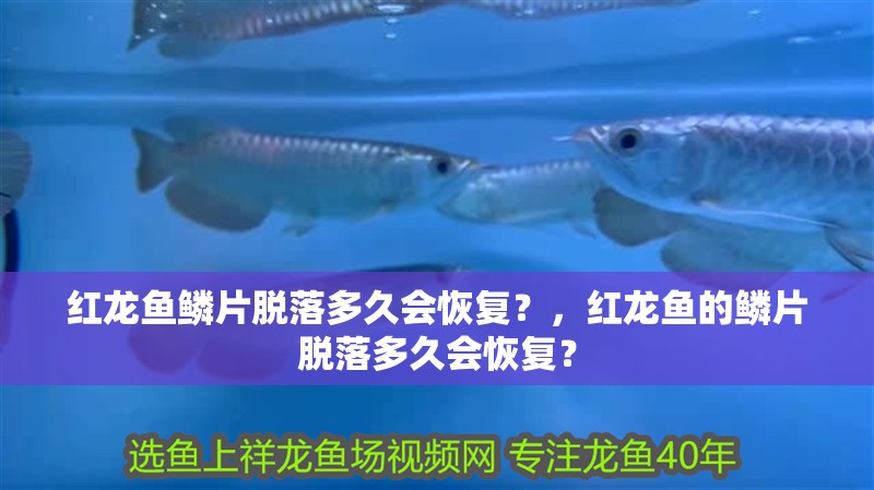 紅龍魚鱗片脫落多久會恢復？，紅龍魚的鱗片脫落多久會恢復？