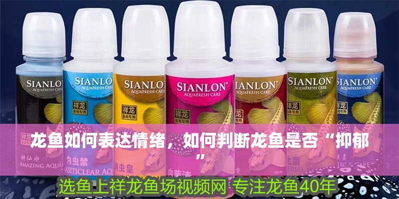 龍魚如何表達情緒，如何判斷龍魚是否“抑郁” 龍魚如何表達情緒，如何判斷龍魚是否“抑郁” 龍魚百科