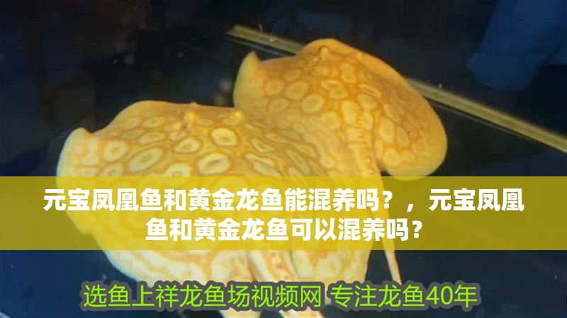 元寶鳳凰魚和黃金龍魚能混養嗎？，元寶鳳凰魚和黃金龍魚可以混養嗎？