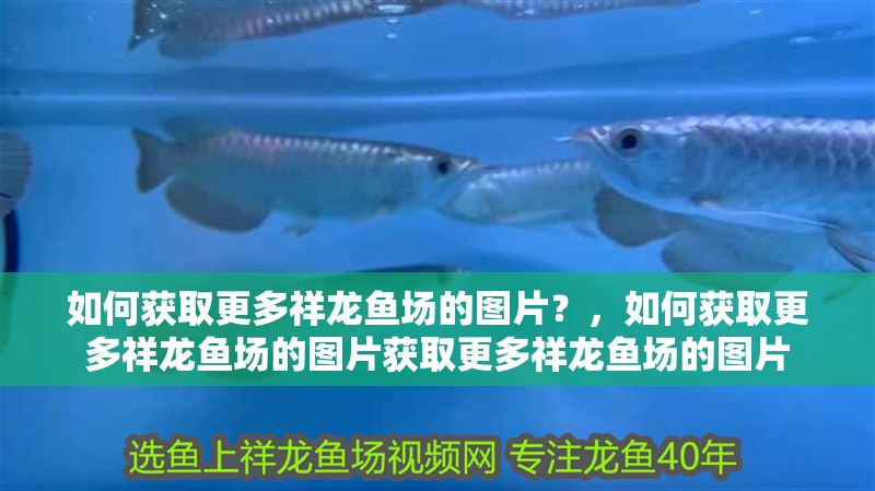 魚缸過濾器選購指南:自制魚缸過濾器魚缸上置過濾器對于養魚愛好者的必備知識 如何獲取更多祥龍魚場的圖片?,如何獲取更多祥龍魚場的圖片獲取更多祥龍魚場的圖片 龍魚百科 如何獲取更多祥龍魚場的圖片?,如何獲取更多祥龍魚場的圖片獲取更多祥龍魚場的圖片 如何獲取更多祥龍魚場的圖片?,如何獲取更多祥龍魚場的圖片獲取更多祥龍魚場的圖片 龍魚百科