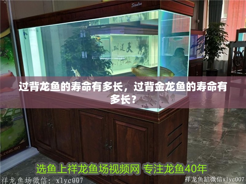 過背龍魚的壽命有多長，過背金龍魚的壽命有多長？
