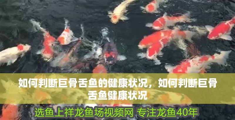 如何判斷巨骨舌魚的健康狀況，如何判斷巨骨舌魚健康狀況