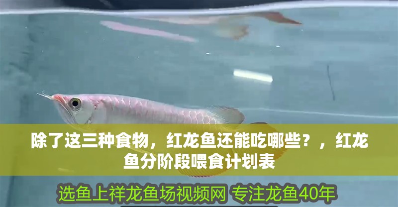 除了這三種食物，紅龍魚還能吃哪些？，紅龍魚分階段喂食計劃表