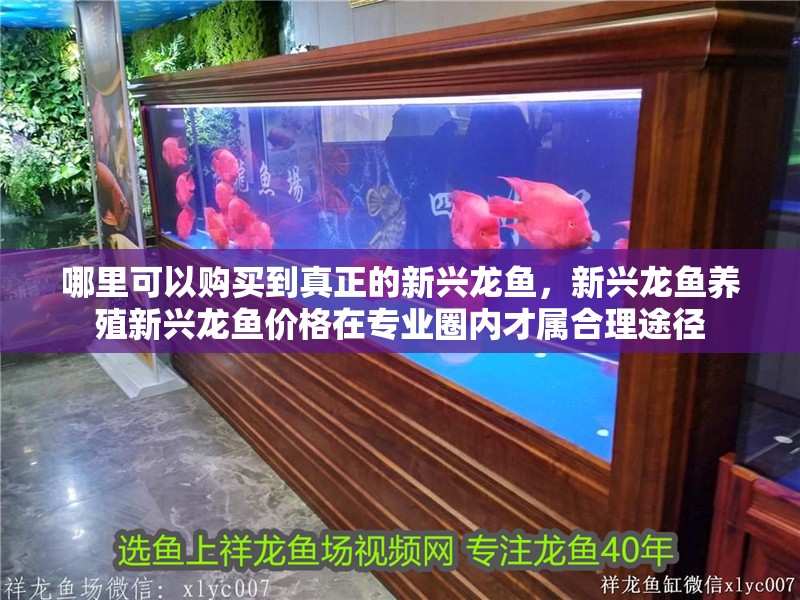 魚缸過濾器選購指南:自制魚缸過濾器魚缸上置過濾器對于養魚愛好者的必備知識 哪里可以購買到真正的新興龍魚,新興龍魚養殖新興龍魚價格在專業圈內才屬合理途徑 龍魚百科 哪里可以購買到真正的新興龍魚,新興龍魚養殖新興龍魚價格在專業圈內才屬合理途徑 哪里可以購買到真正的新興龍魚,新興龍魚養殖新興龍魚價格在專業圈內才屬合理途徑 龍魚百科