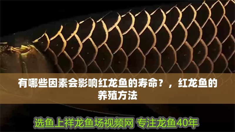 有哪些因素會影響紅龍魚的壽命？，紅龍魚的養殖方法