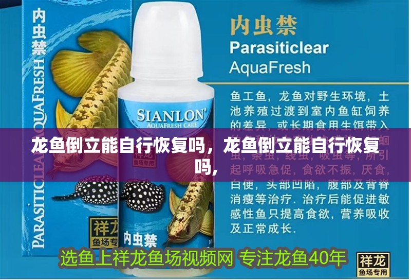 龍魚倒立能自行恢復嗎，龍魚倒立能自行恢復嗎,