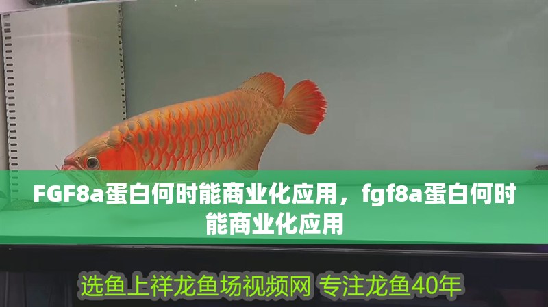 魚缸過濾器選購指南:自制魚缸過濾器魚缸上置過濾器對于養魚愛好者的必備知識 FGF8a蛋白何時能商業化應用,fgf8a蛋白何時能商業化應用 龍魚百科 FGF8a蛋白何時能商業化應用,fgf8a蛋白何時能商業化應用 FGF8a蛋白何時能商業化應用,fgf8a蛋白何時能商業化應用 龍魚百科