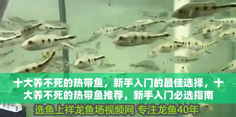 十大養不死的熱帶魚，新手入門的最佳選擇，十大養不死的熱帶魚推薦，新手入門必選指南