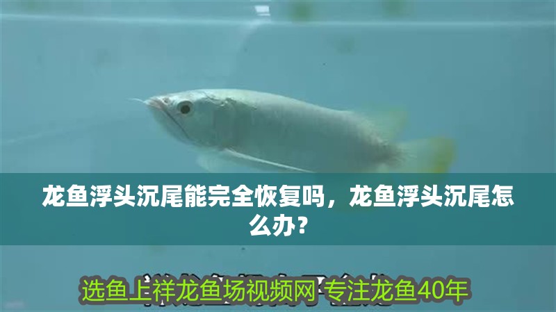 龍魚浮頭沉尾能完全恢復嗎，龍魚浮頭沉尾怎么辦？