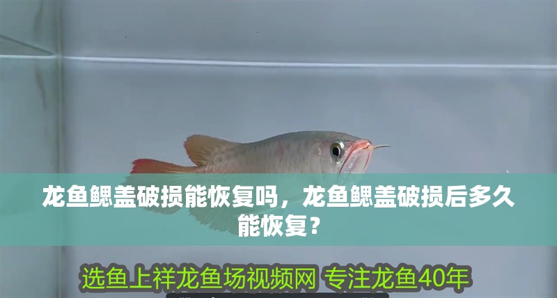 龍魚鰓蓋破損能恢復嗎，龍魚鰓蓋破損后多久能恢復？