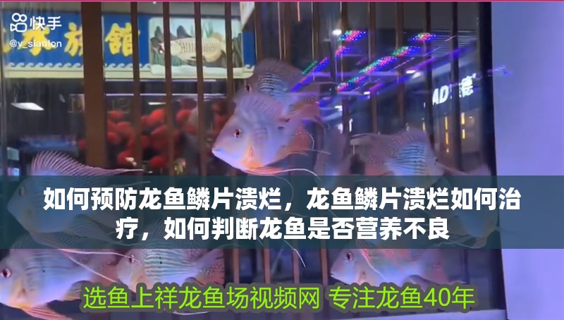 如何預防龍魚鱗片潰爛，龍魚鱗片潰爛如何治療，如何判斷龍魚是否營養不良